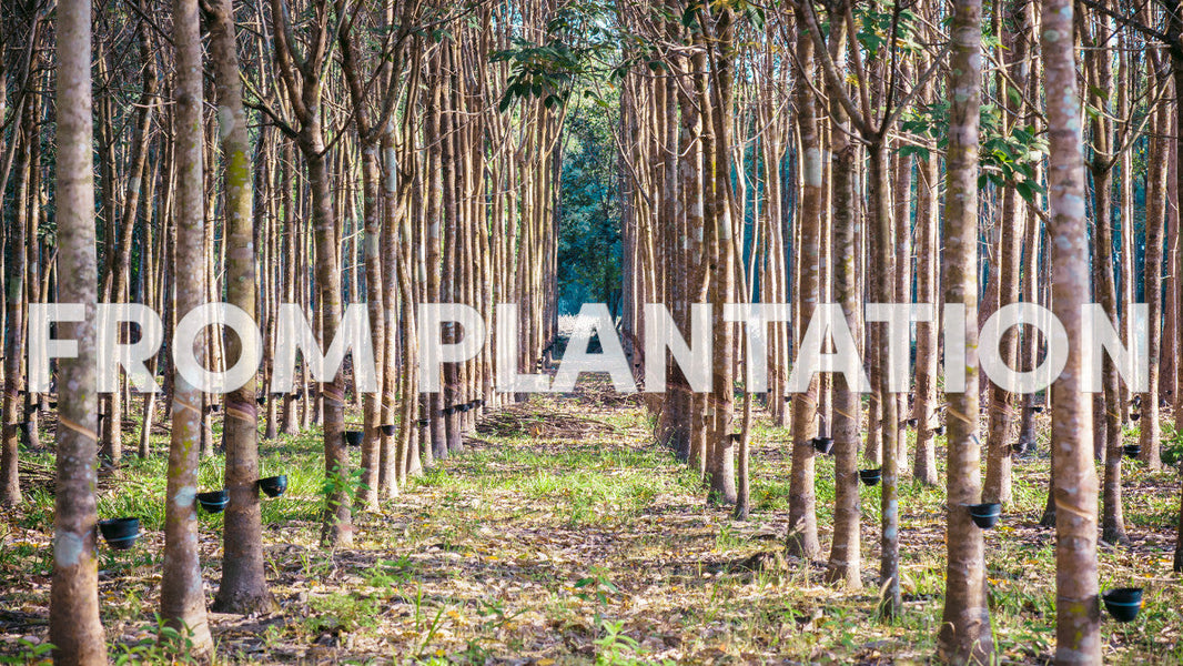 The Marvel of Hevea Wood: Eco-Friendly Elegance