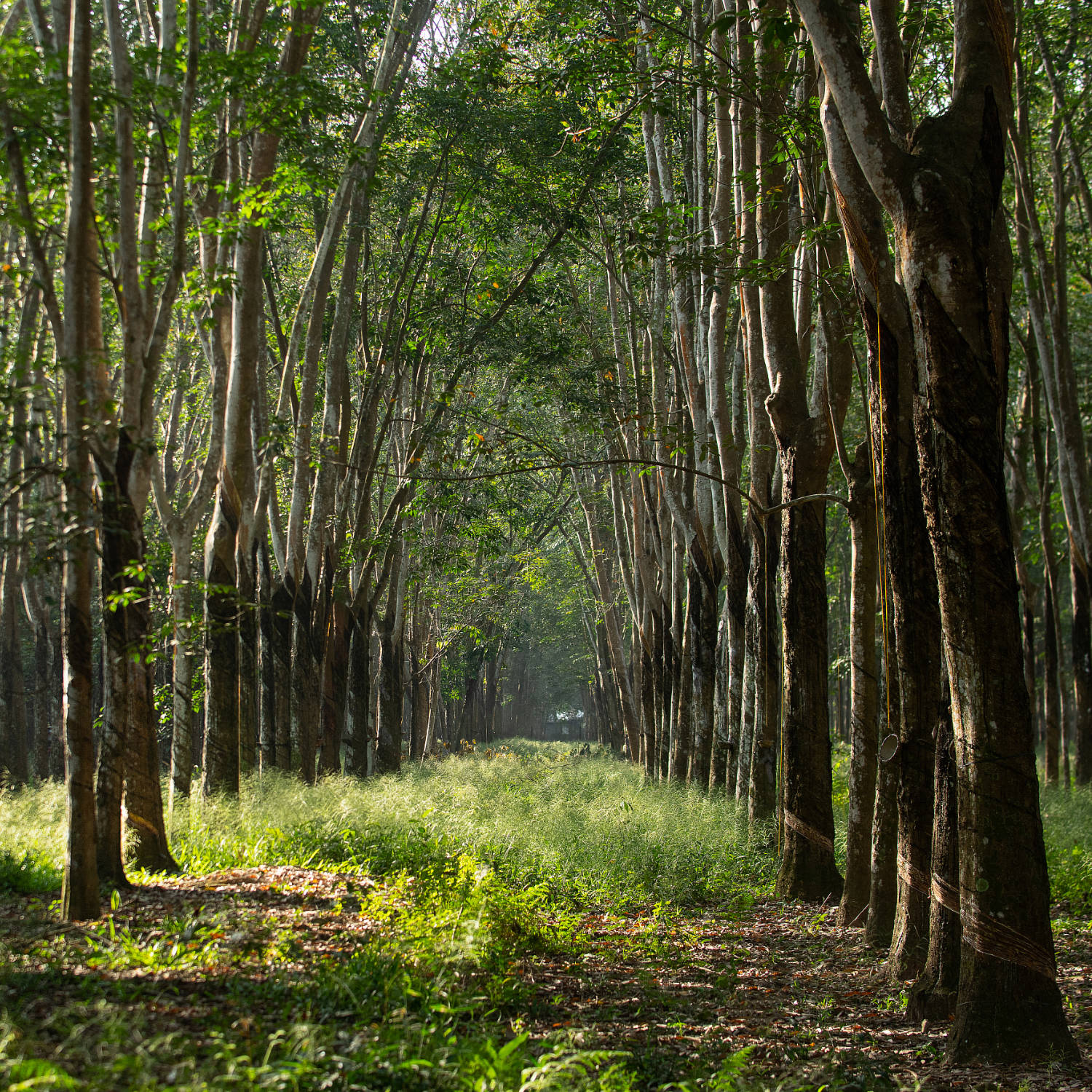The Marvel of Hevea Wood: Eco-Friendly Elegance